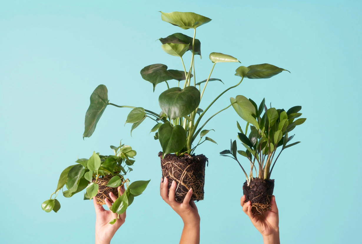 the-sill-case-study-image